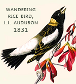 Wandering Rice Bird, J.J. Audubon