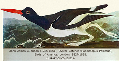 J.J. Audubon, Oyster Catcher